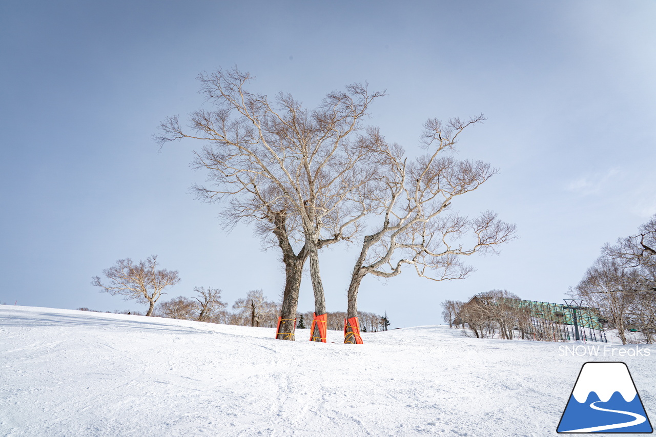 キロロリゾート｜今日の山頂積雪は「340cm」！ビシッと締まったロングコースで快適クルージングが楽しい１日♪